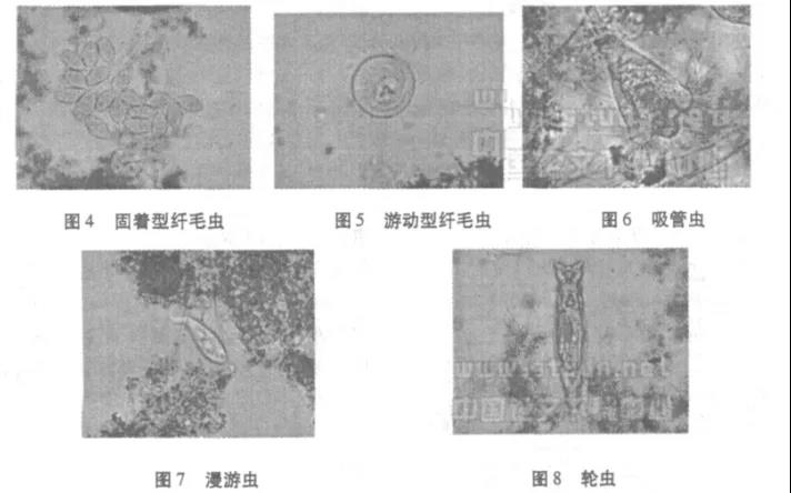 活性污泥中毒的原因及控制调节- 活性污泥中毒的原因及控制调节-